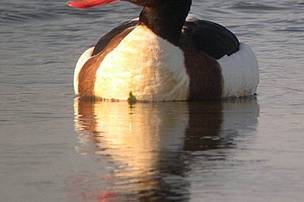 Un moriglione nel lago di Serranella