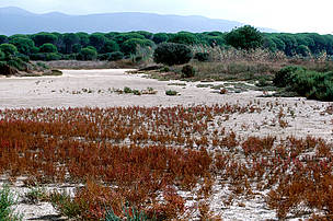 Il WWF Italia gestisce l'Oasi di Orbetello.